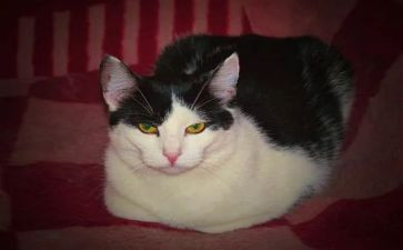 猫和狗读后感600字优质8篇
