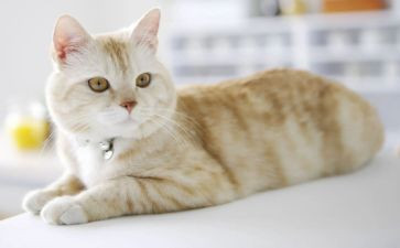 小猫作文500字优质6篇