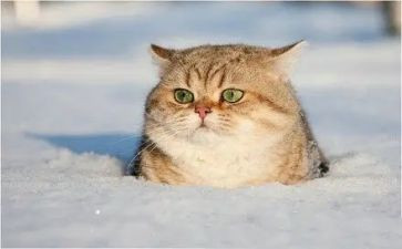猫和狗读后感30字优质8篇