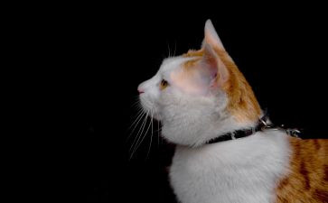 厨师和猫的心得体会5篇
