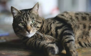 猫和狗读后感600字模板7篇