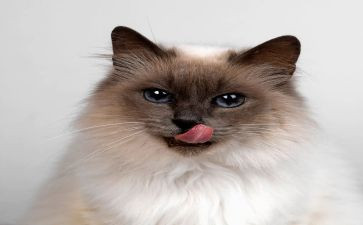 小班语言猫和鸟教案推荐7篇
