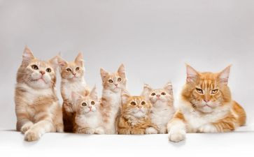 猫的读后感300字8篇