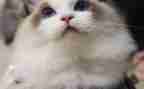 猫的生活作文300字优秀8篇