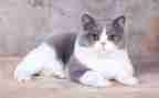 猫的生活作文猫的作文优秀7篇