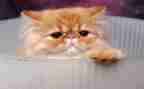 猫的生活作文300字参考7篇