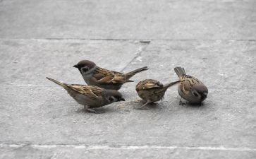 四年级上语文麻雀教案8篇