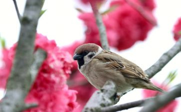 四年级语文《麻雀》教案6篇