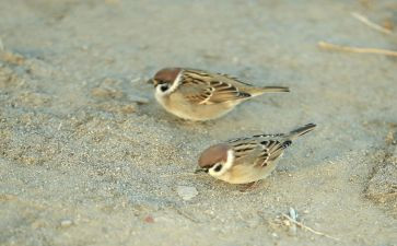 麻雀小六的读后感8篇