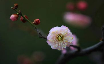 梅花赞作文600字6篇