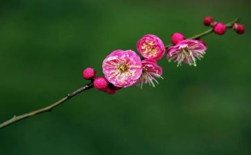 人生如梅花作文8篇