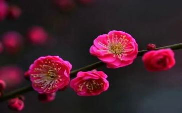 咏梅花作文6篇