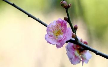 幼儿园《梅花》教案8篇