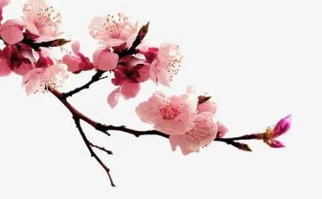 梅花赞作文300字8篇