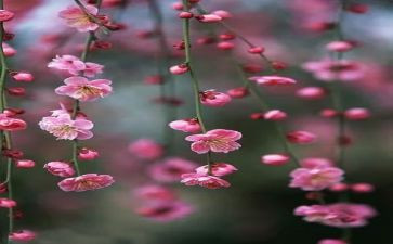 咏梅花作文优秀7篇