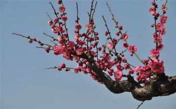 《梅花魂》的读后感优秀7篇