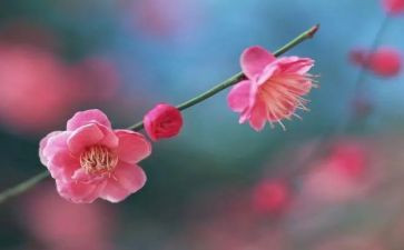 梅花魂读后感范文6篇