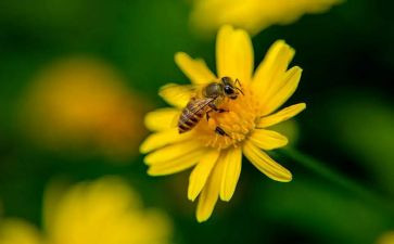 蜜蜂和花教案8篇