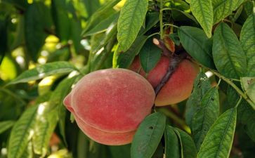 家乡水蜜桃作文6篇