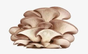 种蘑菇的教案6篇
