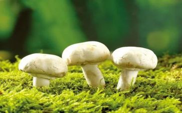 找蘑菇小班教案5篇