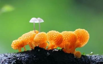中班采蘑菇教案8篇