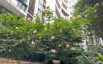 木槿赋作文7篇