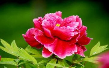 赏牡丹观后感5篇