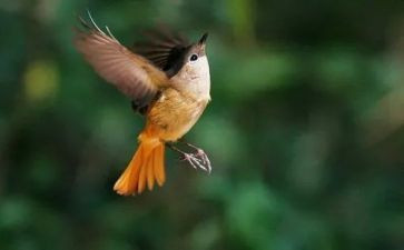 变成鸟作文最新6篇