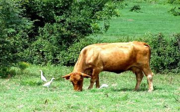 牛的读后感400字作文推荐7篇