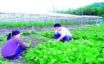 乡镇农技站工作总结7篇