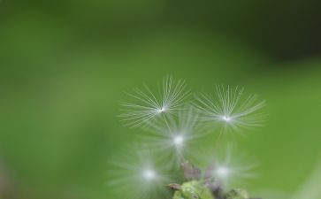 观于蒲公英的作文精选7篇