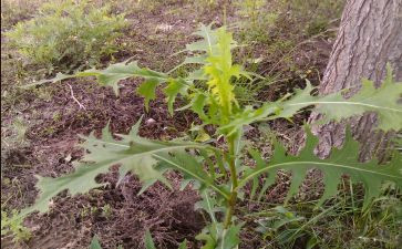 观于蒲公英的作文参考5篇