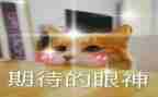 我期待作文500字7篇