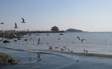 青岛租赁合同6篇