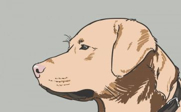 警犬拉拉读后感5篇