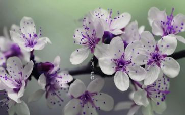 小班三月计划7篇