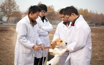 兽医师个人述职报告7篇