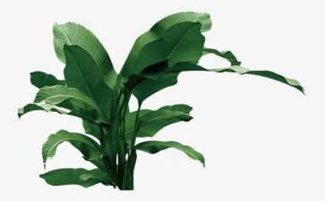 植树节植树活动方案优质8篇
