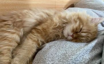 睡眠的调查报告5篇