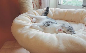 小猪睡觉教案5篇