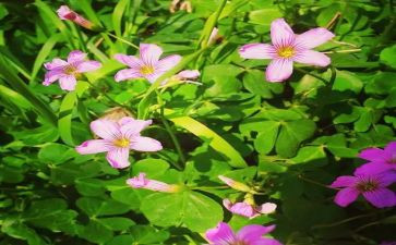 幼儿园四月份月计划5篇