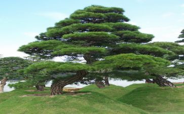 《松鼠》的教案最新6篇