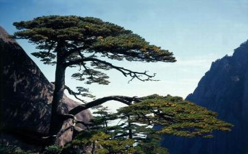 《松鼠》的教案模板7篇