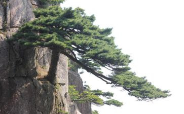 《松鼠》的教案优秀7篇