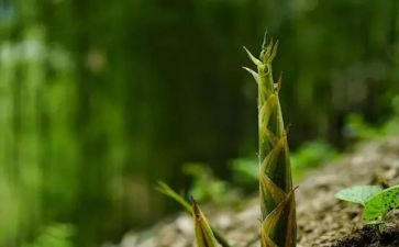 找竹笋作文6篇