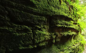 苔的教学教案最新5篇