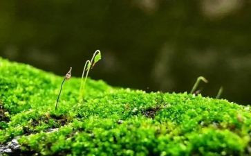 苔古诗教案8篇