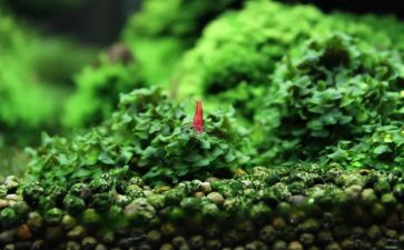 苔的教学教案通用8篇