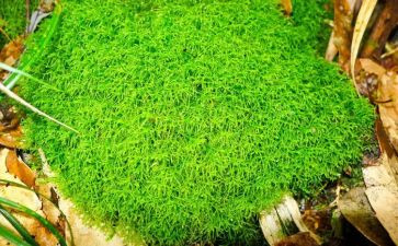 苔的读后感400字优质8篇